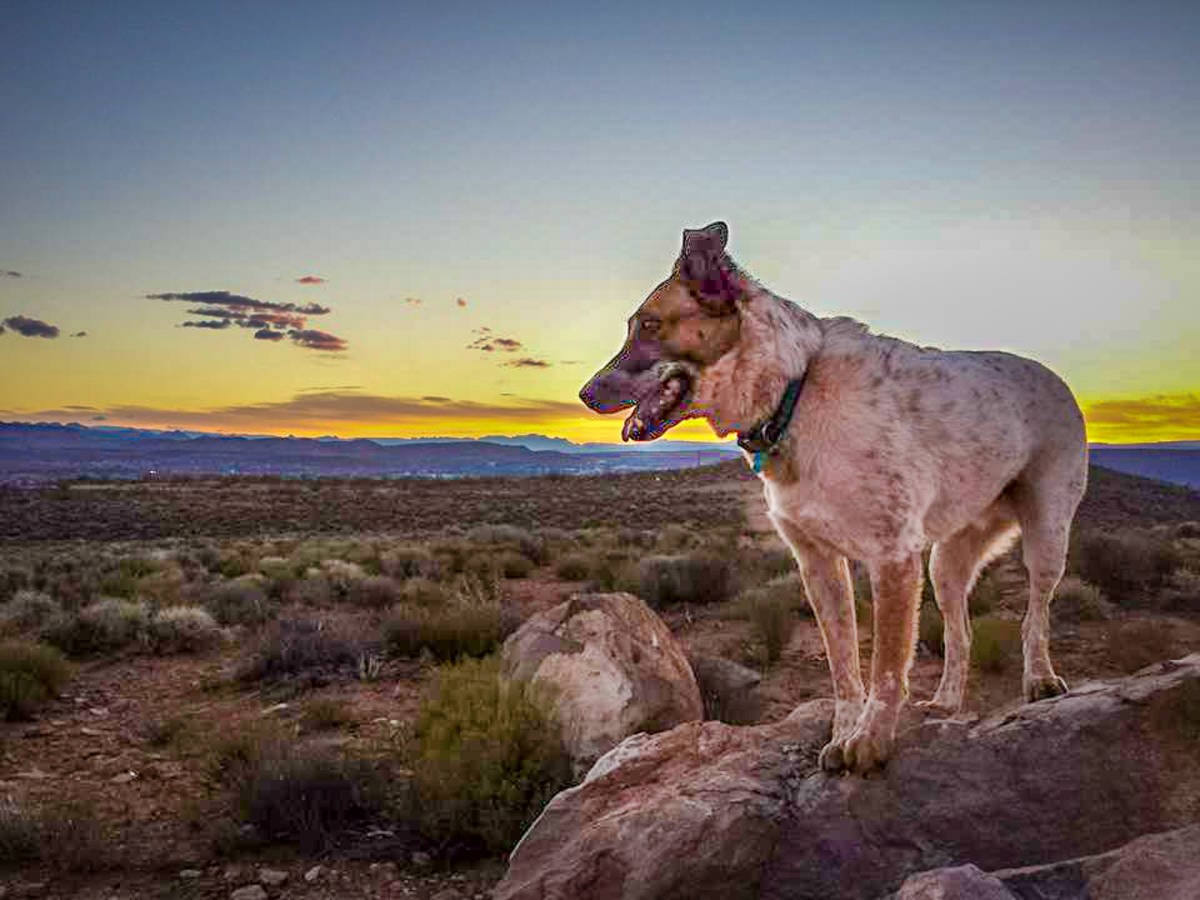 Photo Essay: Desert dogs - The Independent | St George Cedar Zion Utah Mesquite NV ...1200 x 900