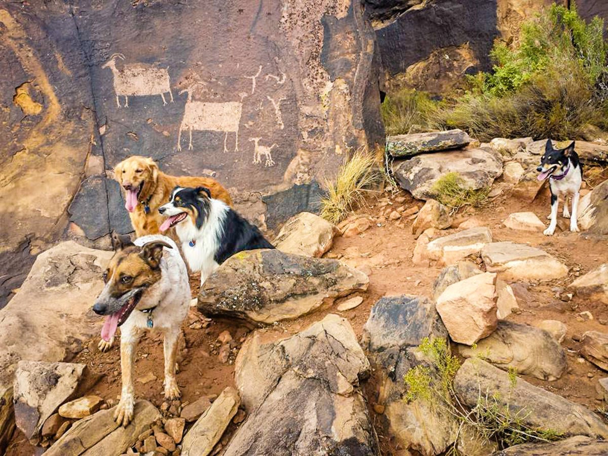Photo Essay: Desert dogs - The Independent | St George Cedar Zion Utah Mesquite NV ...1200 x 900