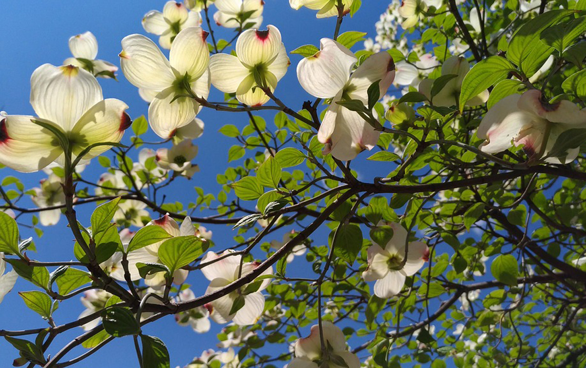 Arbor Day Foundation offers ten flowering trees for 10 in January