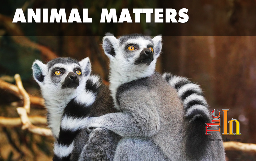 All Animals Matter The Independent News Events Opinion More