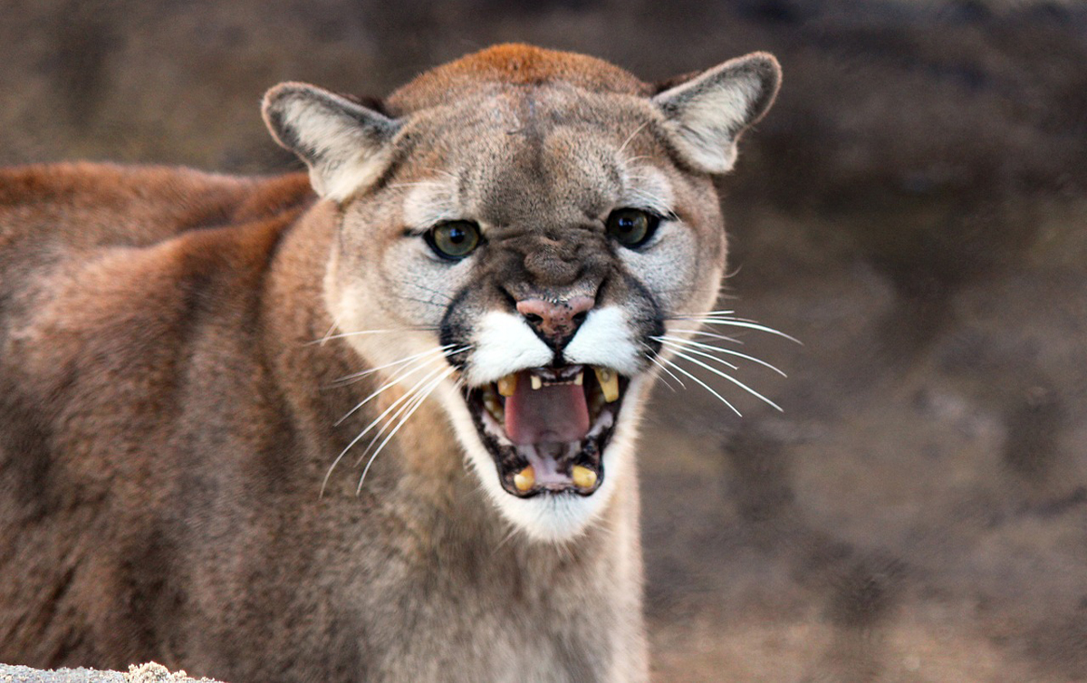 Cougar Attacks: Encounters Of The Worst Kind Etling, Kathy Livres |  