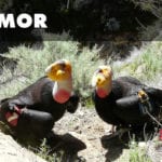 Oversexed endangered condor pair in Zion National Park making tourists uncomfortable endangered condor Zion National Park