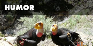 Oversexed endangered condor pair in Zion National Park making tourists uncomfortable endangered condor Zion National Park