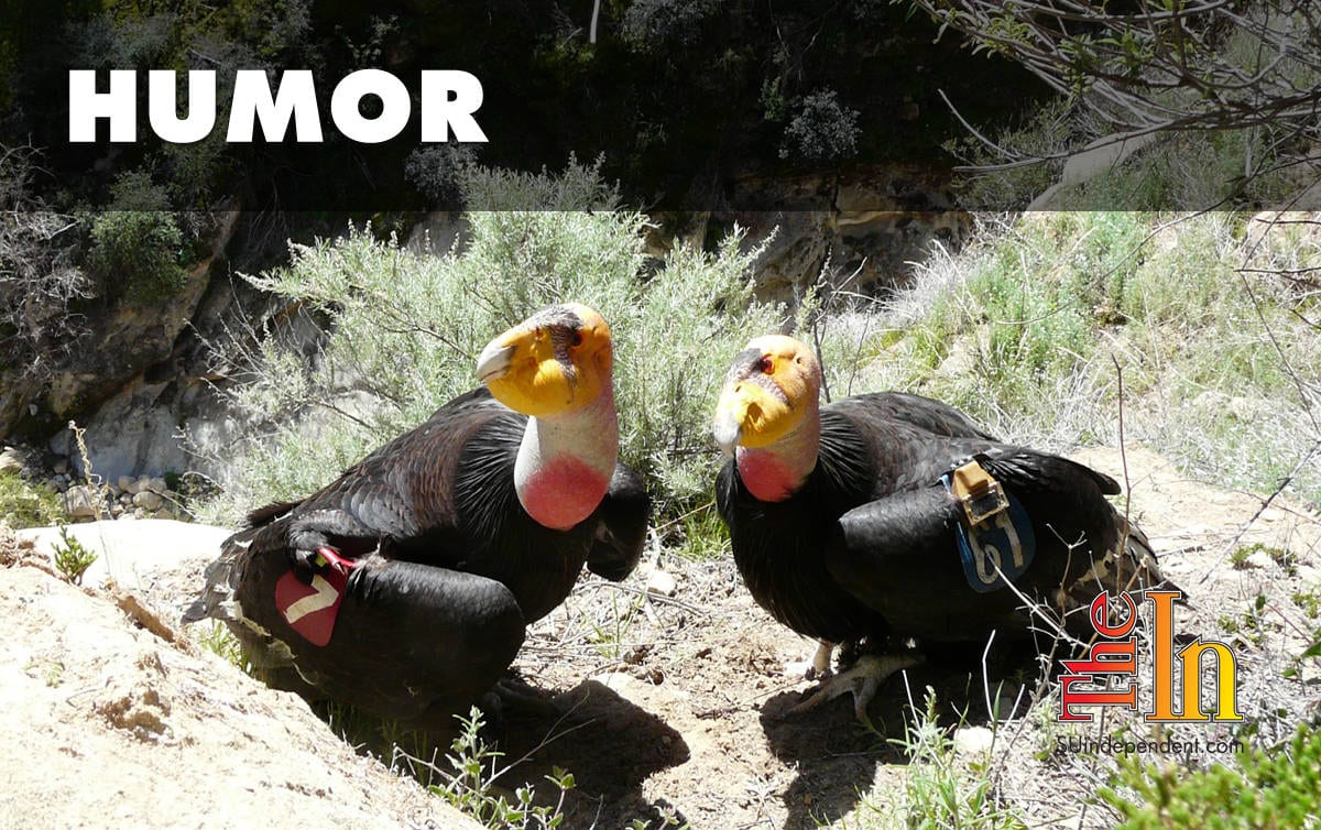 Oversexed endangered condor pair in Zion National Park making tourists