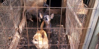 Mayor Pike, City Council refuse public comment on puppy ban petition