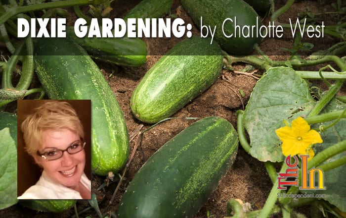 Dixie Gardening tips cucumbers