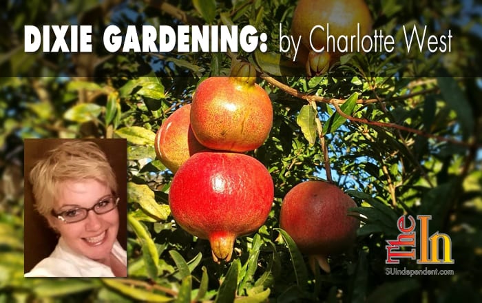 Dixie Gardening pomegranate