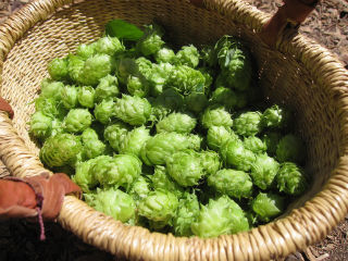 Alpha beta and volatile oils in hops