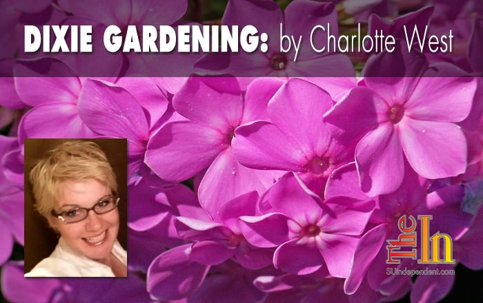 Dixie Gardening: Planting and caring for ground covers