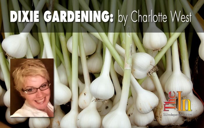 Dixie Gardening Garlic