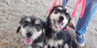 The Independent Adoptable Pets Guide Babe and Hobbes - Main Image