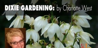 Dixie Gardening: Consider the lovely yucca Dixie Gardening: Consider the lovely yucca
