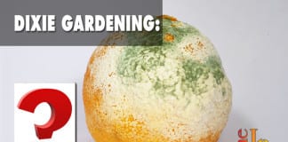 Dixie Gardening? How to grow mold? Dixie Gardening How to grow mold?