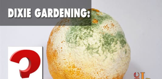 Dixie Gardening How to grow mold?