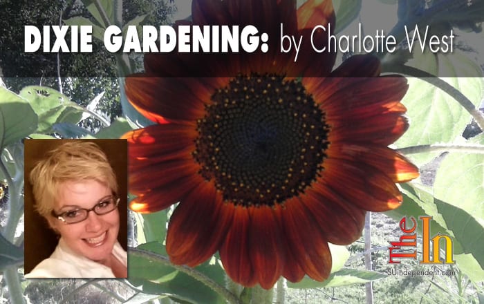 Dixie Gardening- sunflower- lead