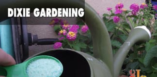 Dixie Gardening: Fertilizer for those hungry trees, shrubs, & other plants Dixie Gardening fertilizer trees shrubs