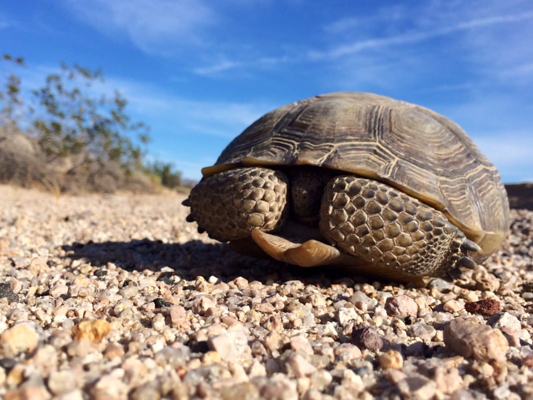 Red Cliffs National Conservation Area Mojave Desert Tortoise