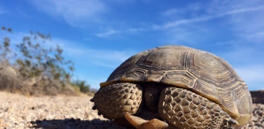 Red Cliffs National Conservation Area Mojave Desert Tortoise