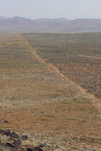 Northern Corridor Mojave Desert tortoise 6