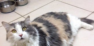 The Independent Adoptable Pets Guide Adoptable Pets Main Image