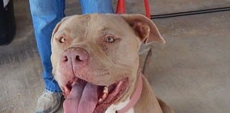 The Independent Adoptable Pets Guide