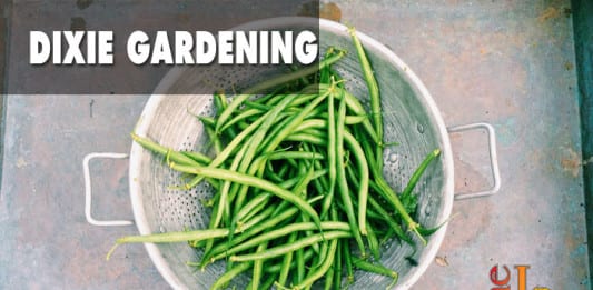 Dixie Gardening Green Beans