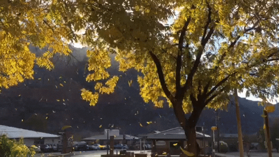 Southern Utah Weather Forecast | Fall leaves in Zion