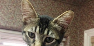 The Independent Adoptable Pets Guide