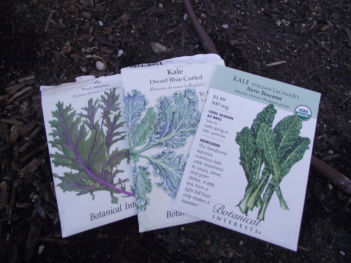 growing kale in St. George