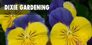 Dixie Gardening: When can you plant pansies? When can you plant pansies