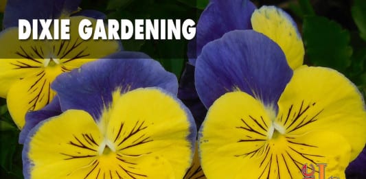 When can you plant pansies