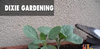 Dixie Gardening: Growing kale in St. George growing kale in St. George