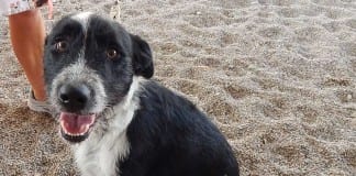 The Independent Adoptable Pets Guide Adoptable Pets Guide