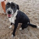 Adoptable Pets Guide Shelter Animal St. George