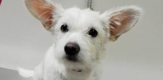 The Independent Adoptable Pets Guide