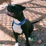 Adoptable Pets Guide Shelter Animal St. George