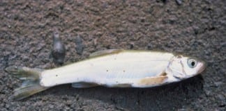 Red Hills Desert Garden gives new home to Virgin spinedace today Red Hills Desert Garden Virgin spinedace