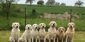 BAM hosts fifth annual Dog Day event on Saturday BAM Dog Day