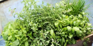 Red Acre Farm featured on Fox’s ‘Teen Chef Masters’ Red Acre Farm Teen Chef Masters