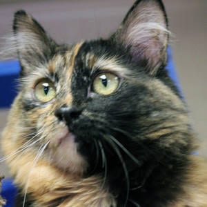 Carley - Adoptable Pets Guide