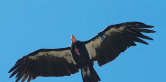 Endangered California condors in southern Utah? California Condors in Southern Utah
