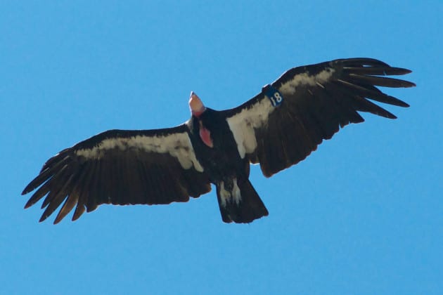 California Condors in Southern Utah