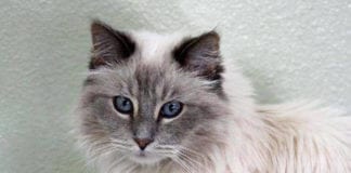 The Independent Southern Utah Adoptable Pets Guide southern utah adoptable pets