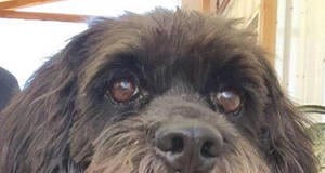 The Independent Adoptable Pets Guide The Independent Adoptable Pets Guide