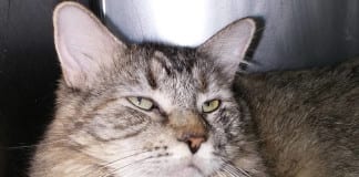 The Independent Adoptable Pets Guide Main image - Adoptable Pets Guide