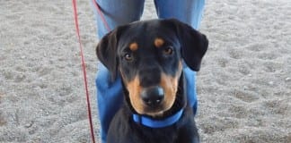 The Independent Adoptable Pets Guide