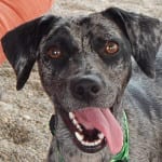 Tater - Adoptable Pets Guide