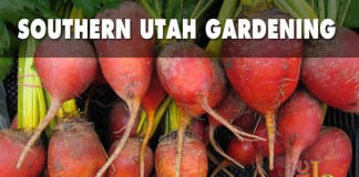 Southern Utah Gardening: Plant beets in winter for early spring delights Southern Utah Gardening Plant beets in winter