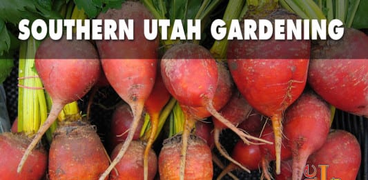 Southern Utah Gardening Plant beets in winter