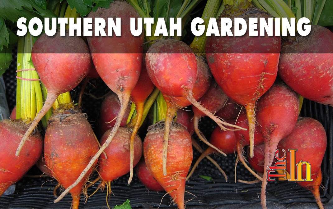 Southern Utah Gardening Plant beets in winter